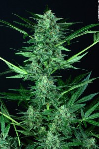 auto wappa fresh
