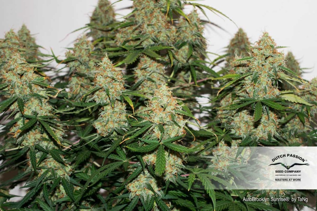 abs-autobrooklyn-sunrise-dutch-passion-tang03