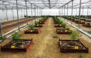 dutch-passion-frisian-dew-9