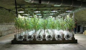 licence-ne-bo-dobil-vsak-ki-ima-pogoje-za-sajenje-ampak-bo-potencialni-tako-imenovani-licencni-grower-moral-izpolnjevati-dolocene-kriterije