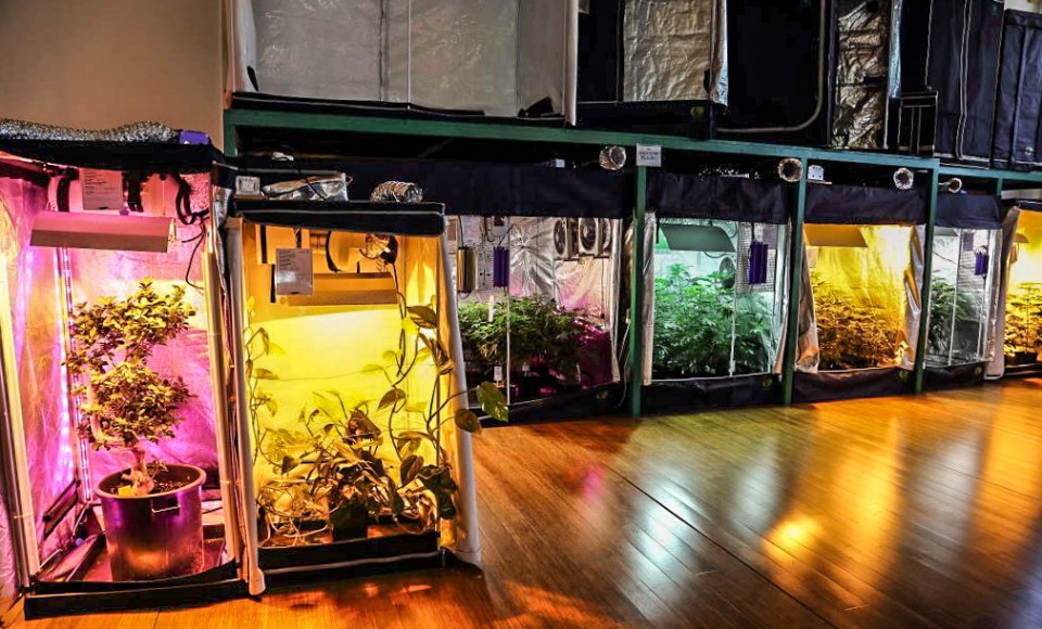 Grow City Vodeći u industriji za uzgoj kanabisa Dolce Vita Balkan