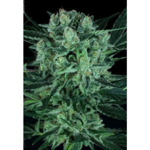 durga-mata-ii-cbd_4902_1_