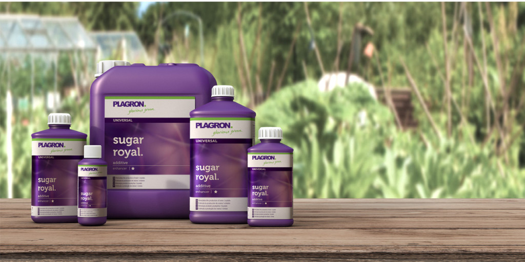 header_1280x640px_sugarroyal