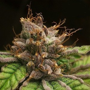 dutch-passion-blueberry-feminized